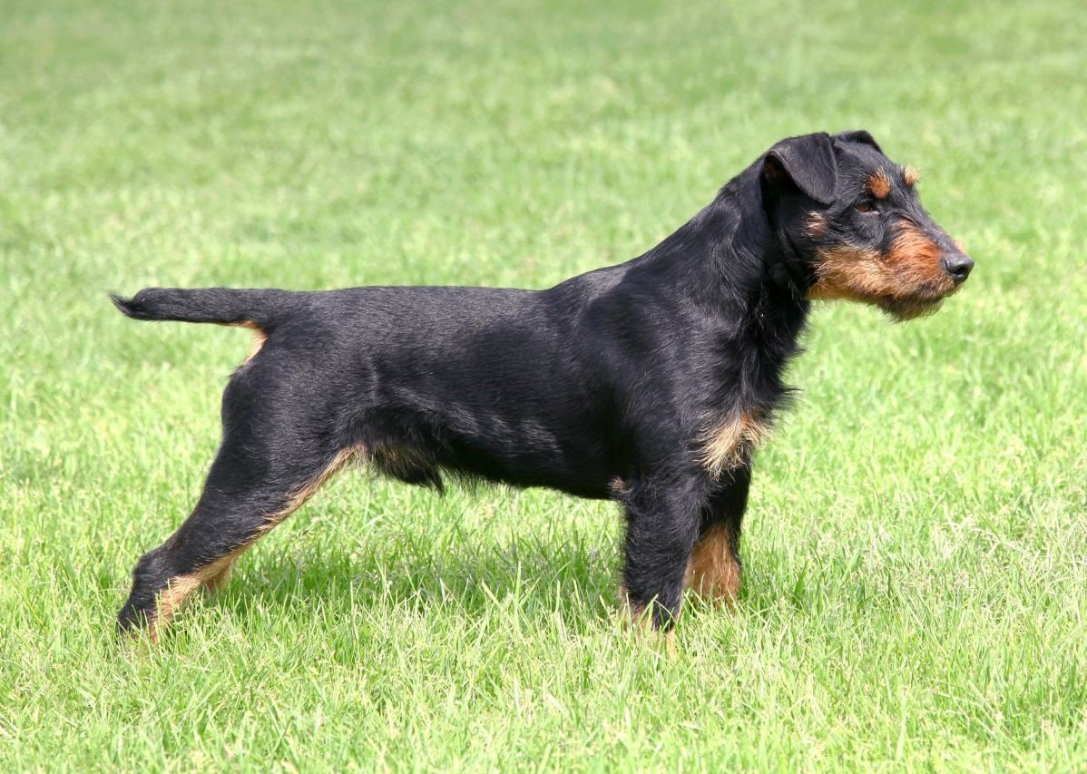 Терьер Ягдтерьер