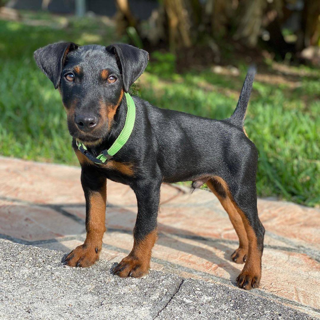 Ягдтерьер жесткошерстный гладкошерстный