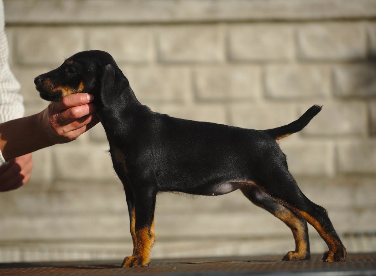 Ягдтерьер и пинчер