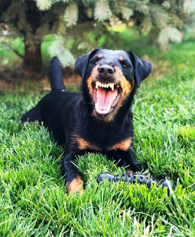 Немецкий Ягдтерьер