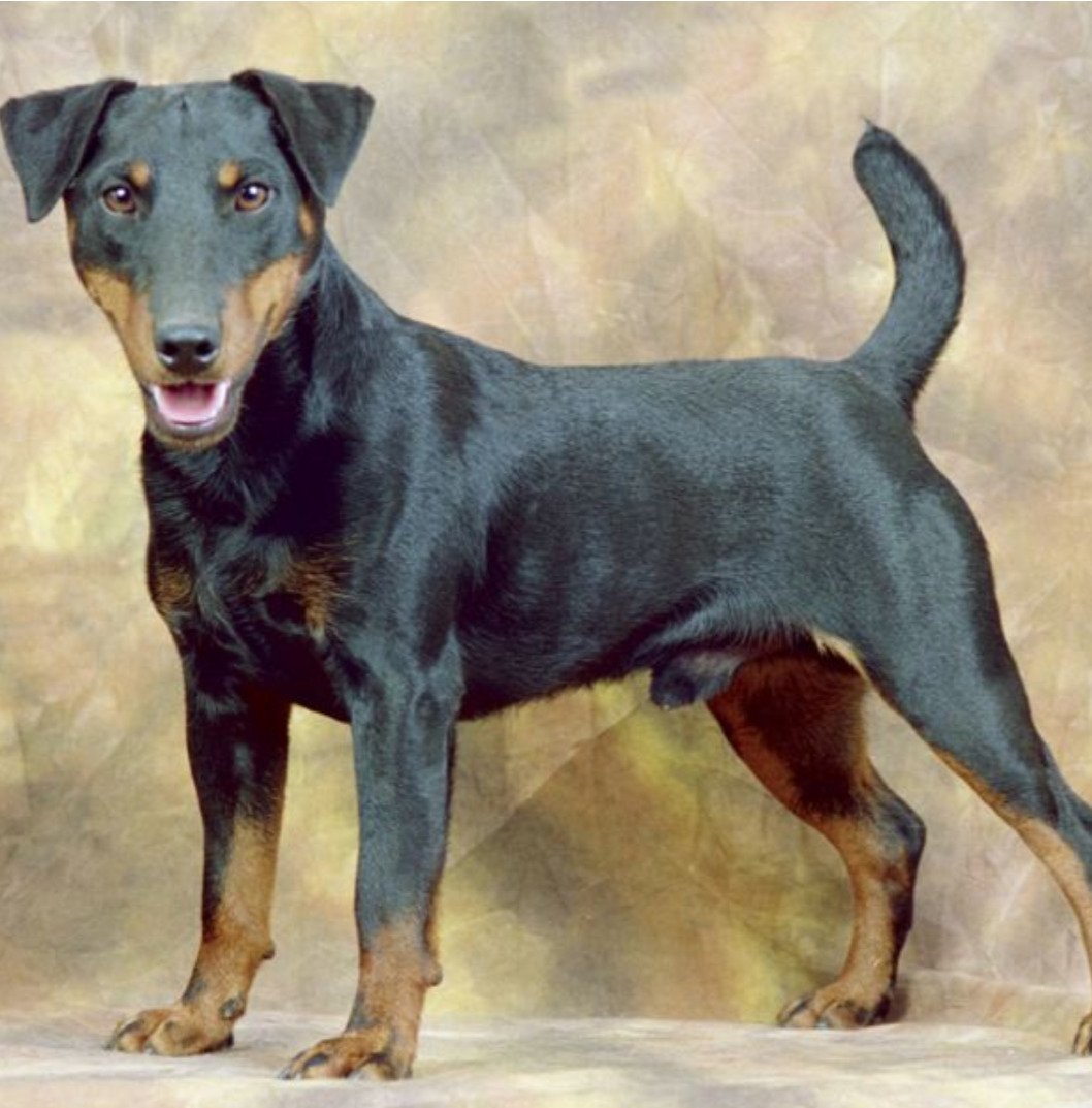 Немецкий Ягдтерьер