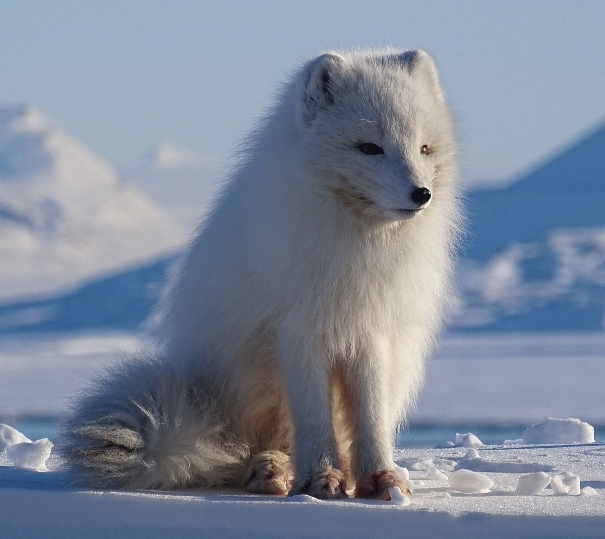 Песец в Антарктиде
