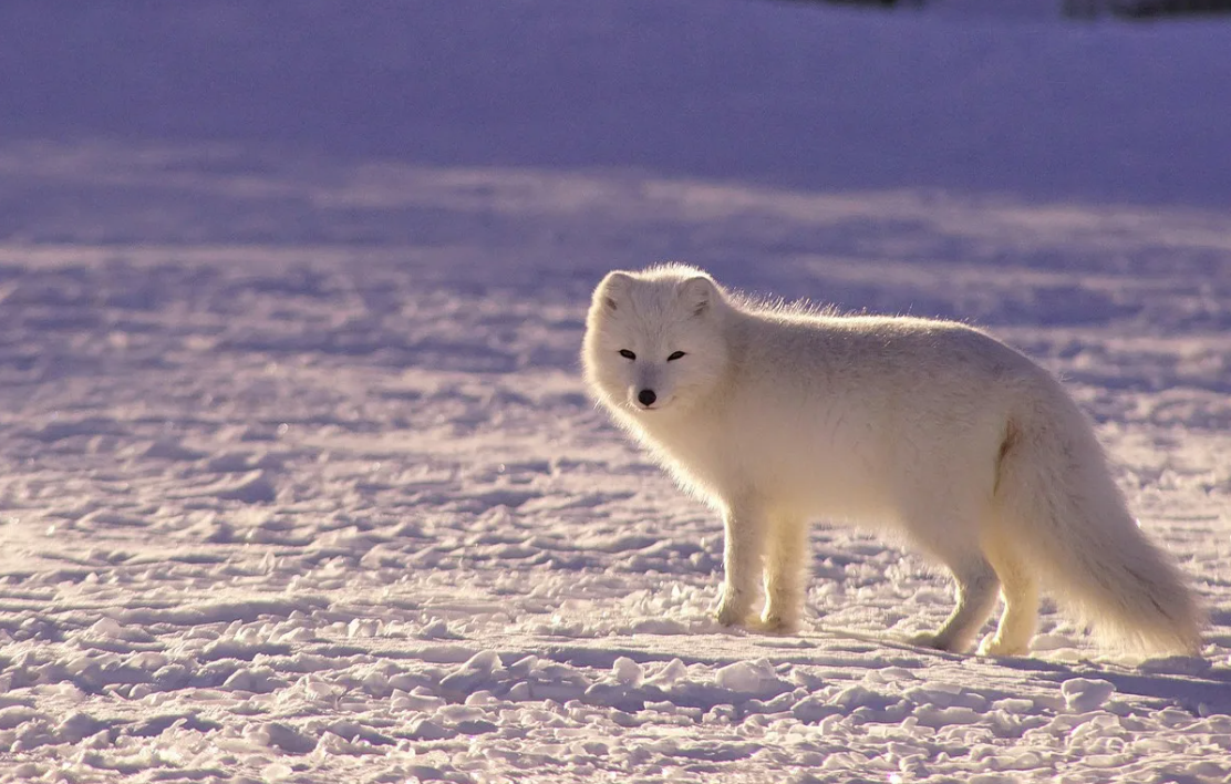 Тундровый песец