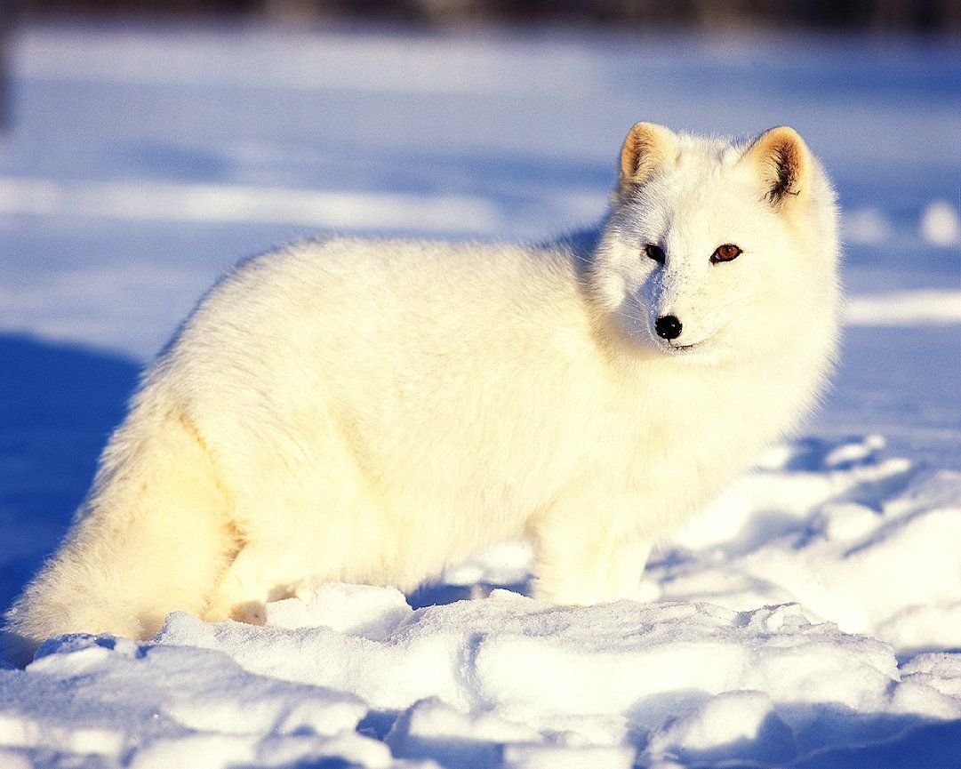 Песец белый