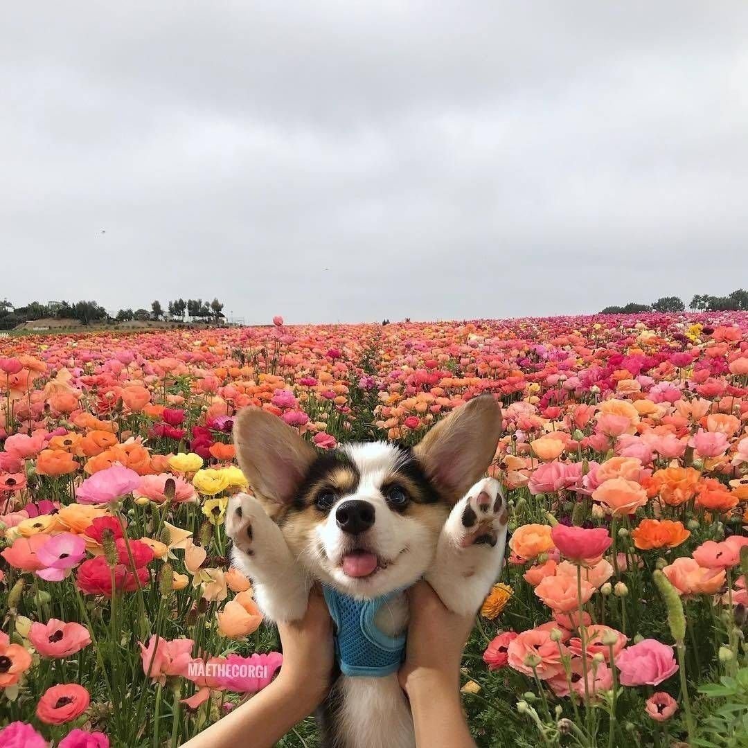 Собака в цветах