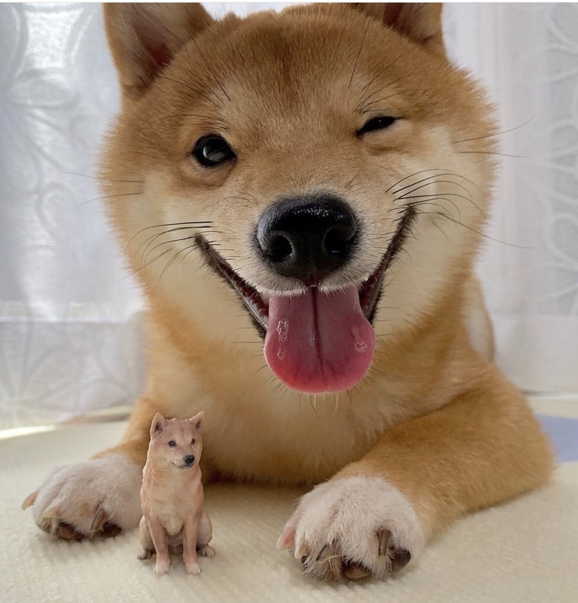 Порода Шиба ину