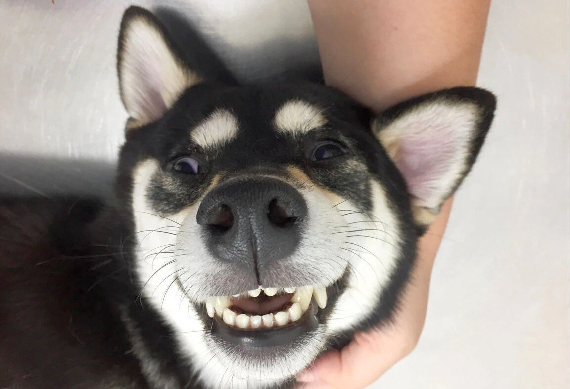 Собака улыбается