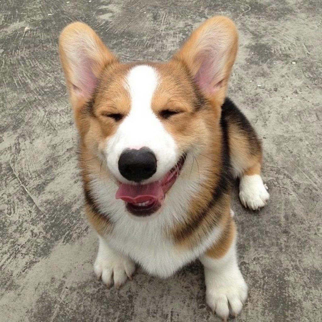 Вельш корги улыбка
