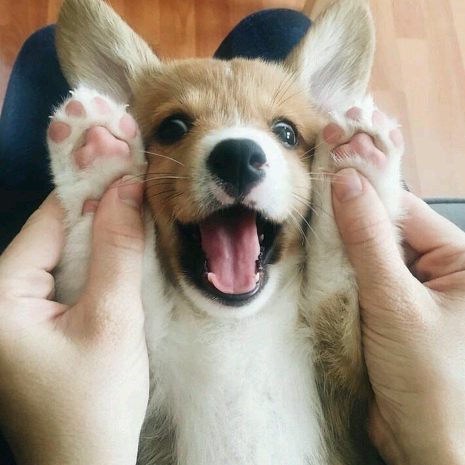 Щенок корги