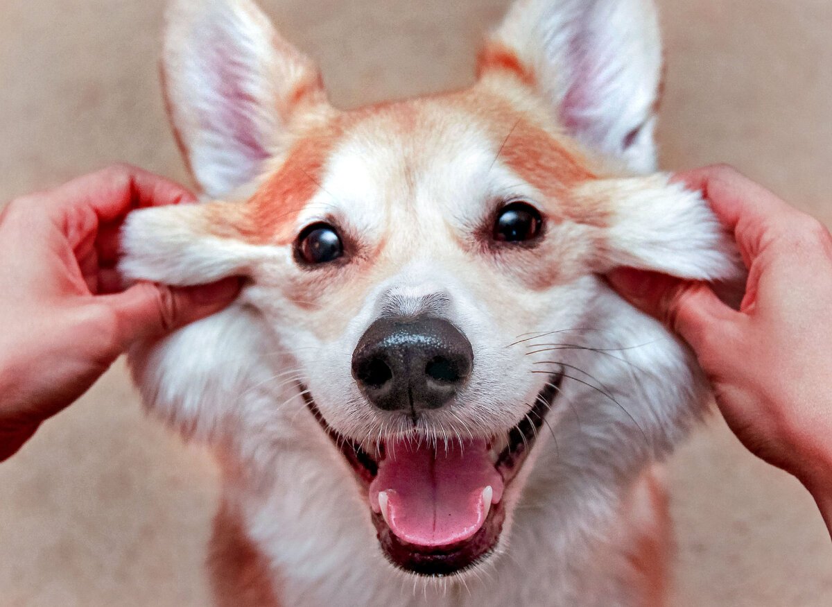 Корги улыбака