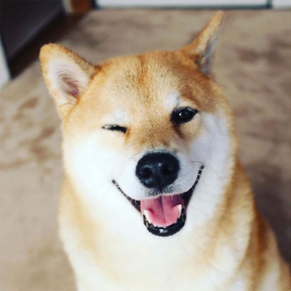 Сиба-ину Догги