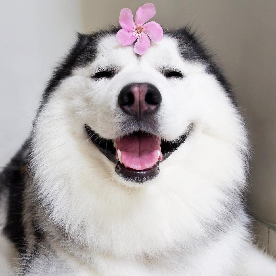 Маламут улыбака