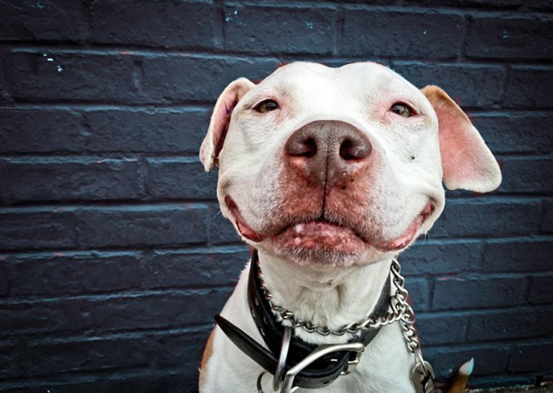 Питбуль улыбается