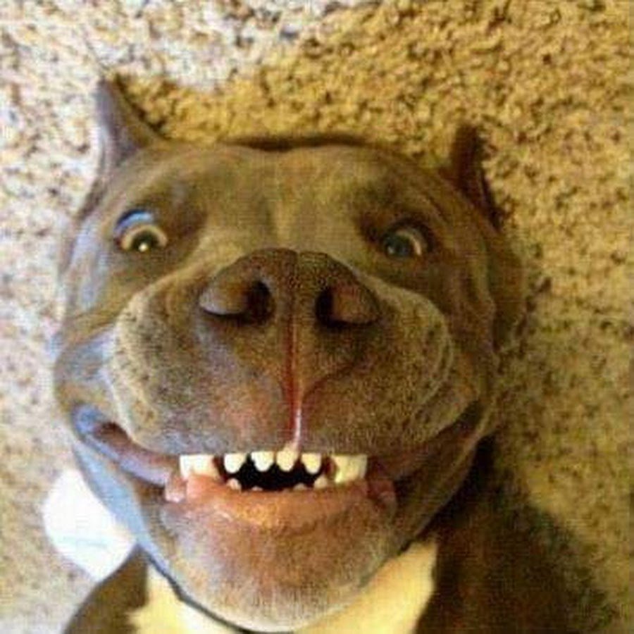 Питбуль улыбается