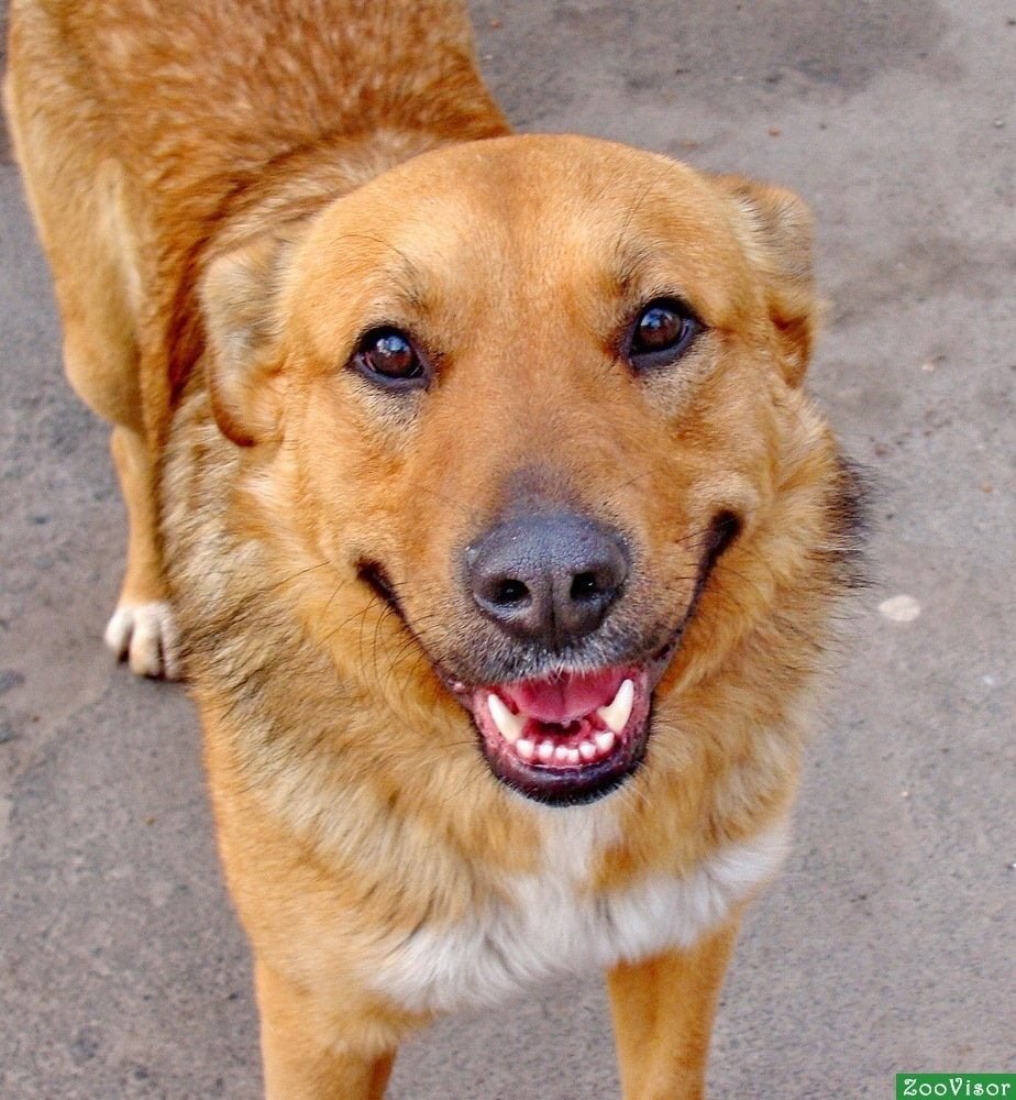 Собака дворняжка рыжая