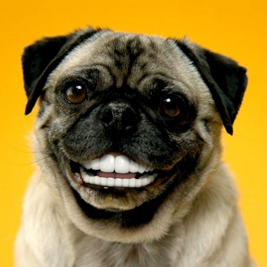 Улыбка собаки