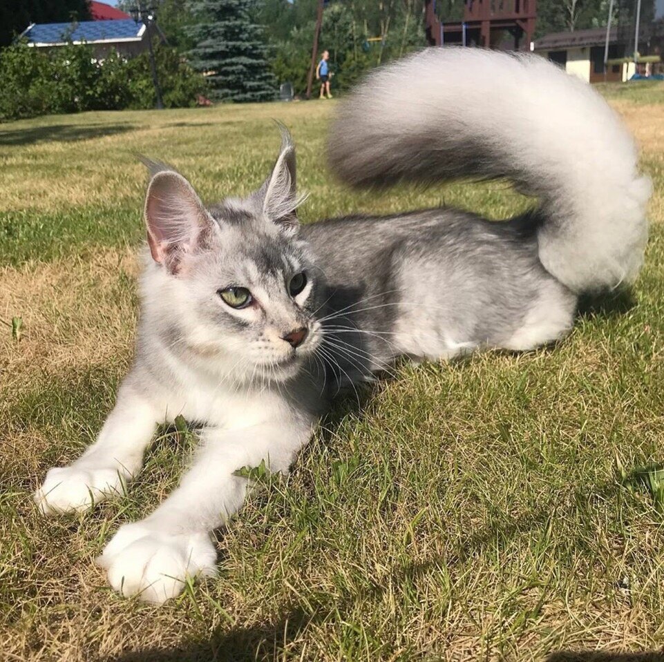 Кот с беличьим хвостом