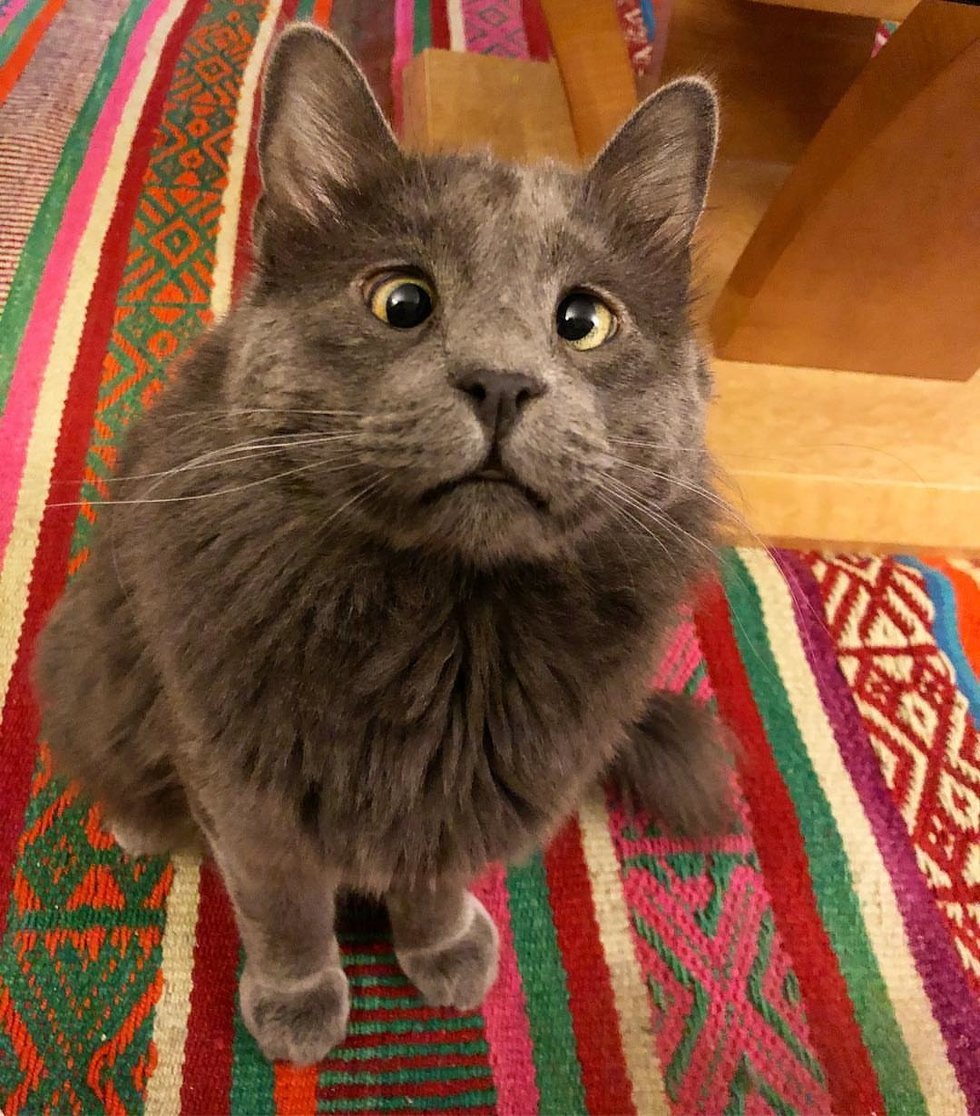 Косоглазый кот по кличке белорус