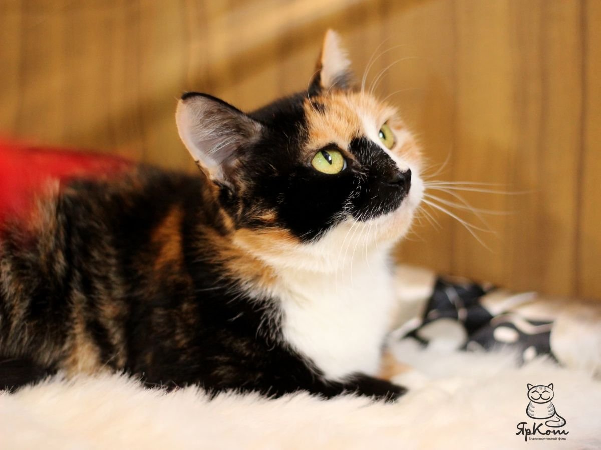 Имена для трехцветных кошек