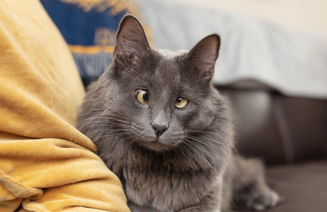 Кот косоглазый Беларус