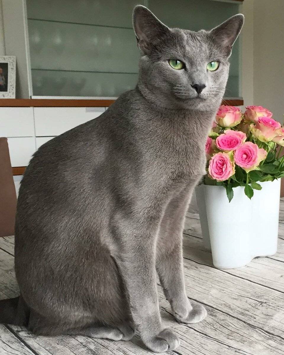 Русская голубая кошка