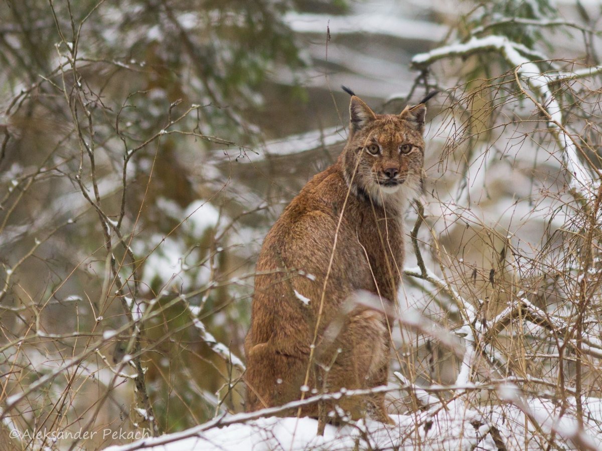 Упитанная Рысь