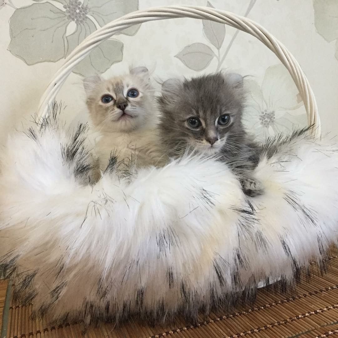 Пушистые котята