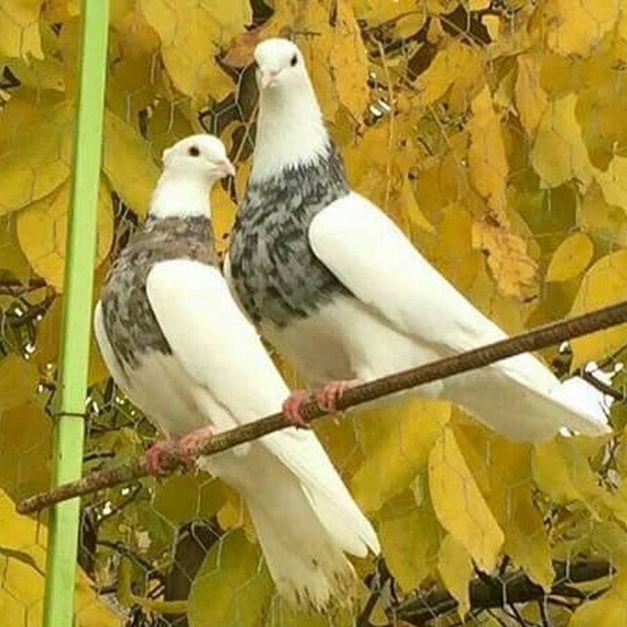 Иранские популярные голуби