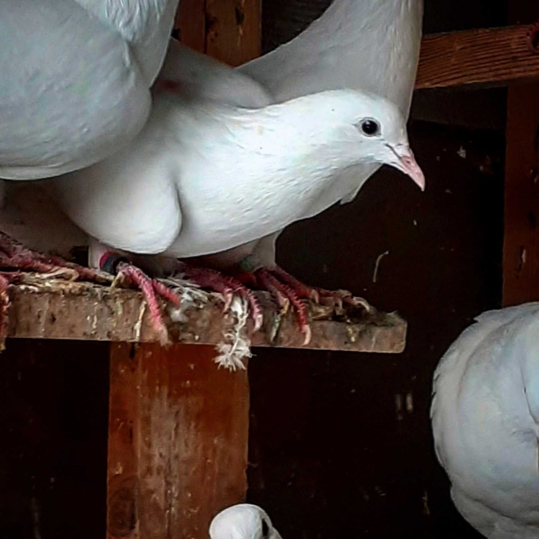 Иранские Чили голуби