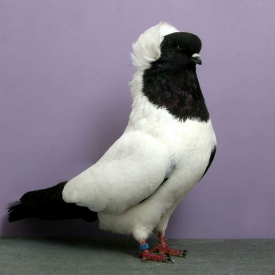 Голуби порода пестробашие