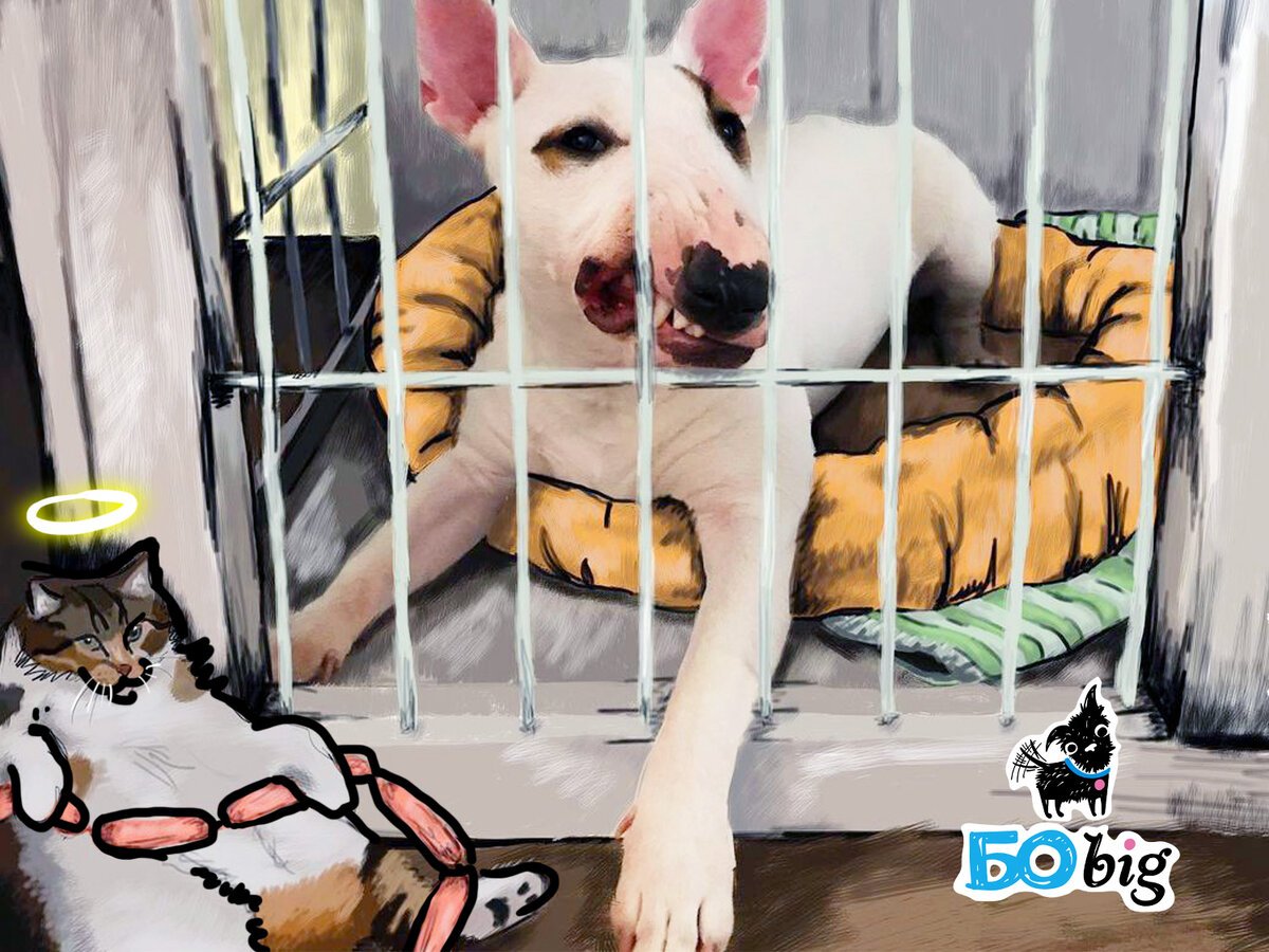 Собака ревнует хозяина