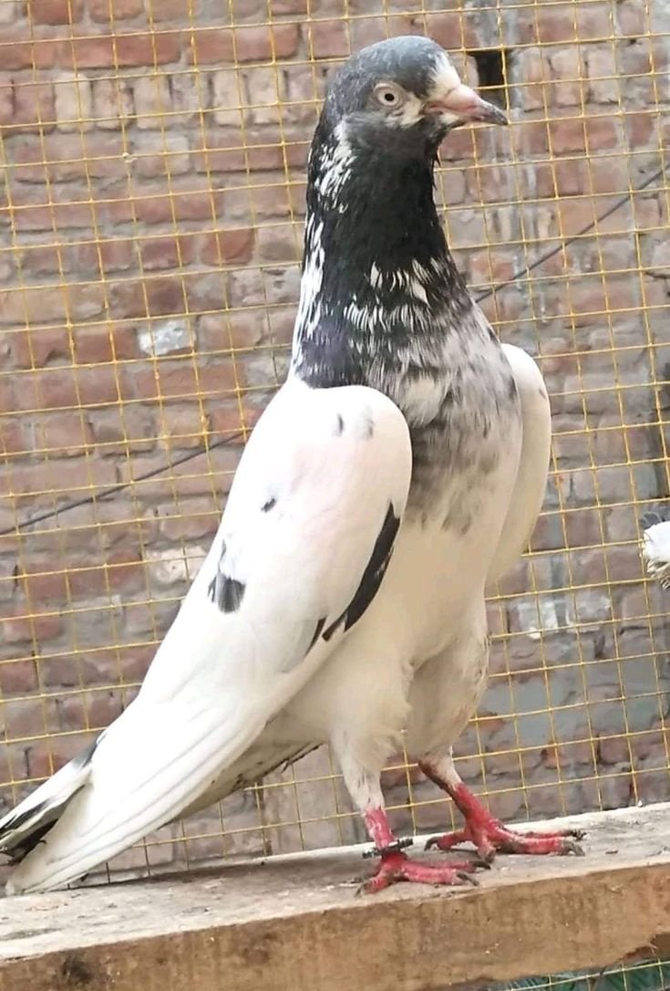 Голуби пакистанцы бойные