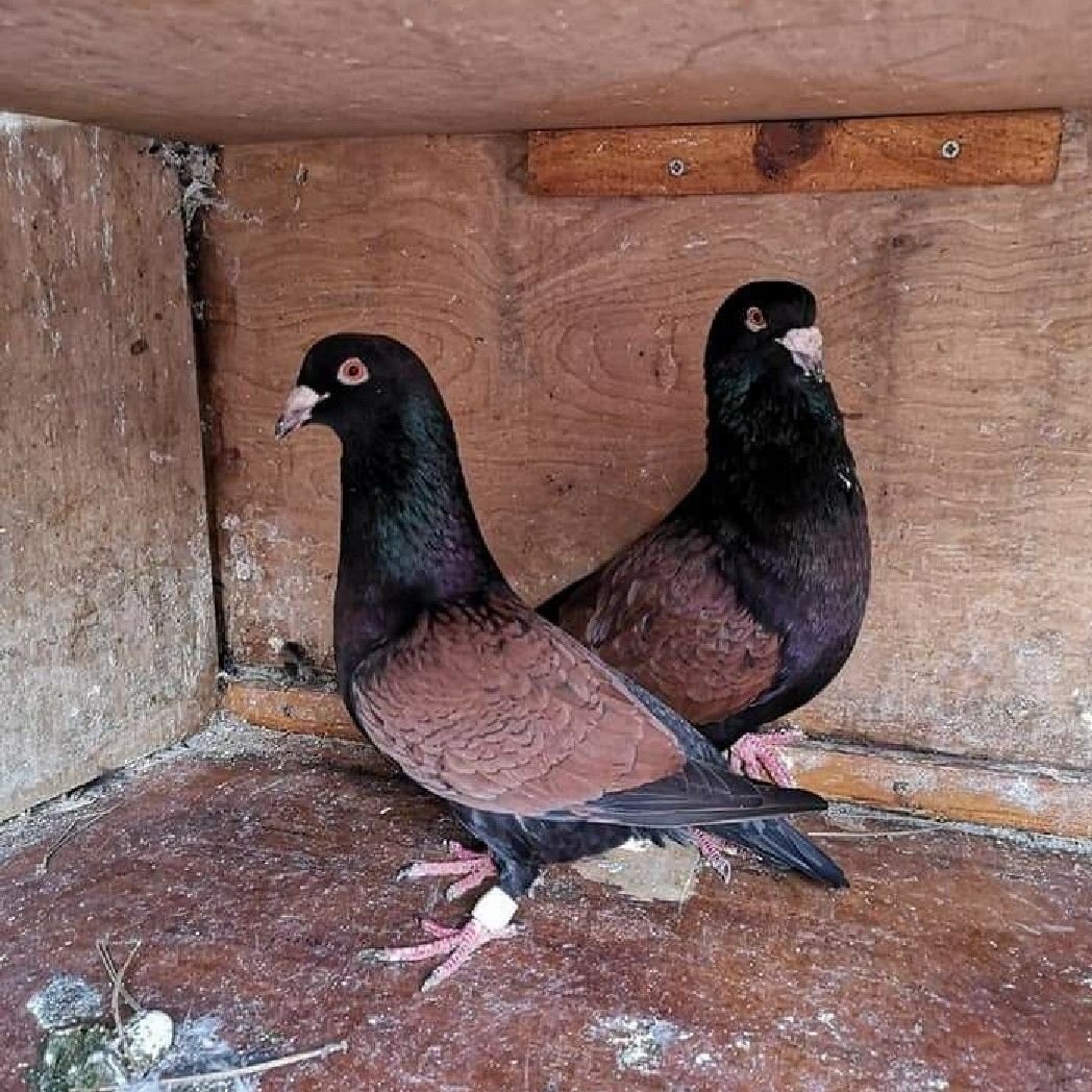 Черный иранский голубь