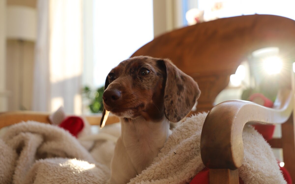 Щенок нагадил на диван