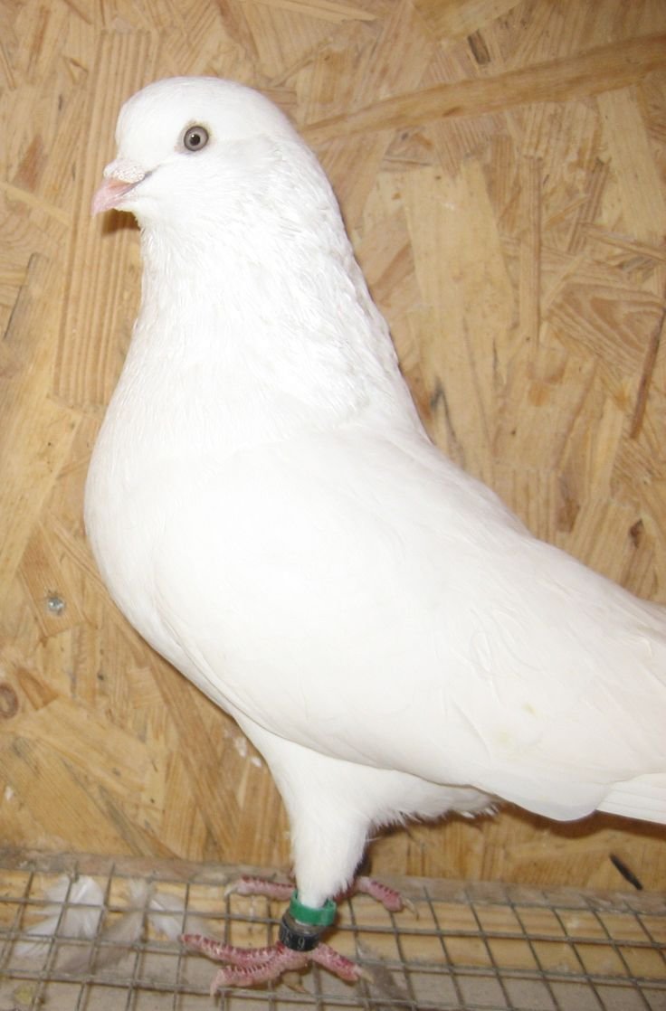 Птица Кафтар