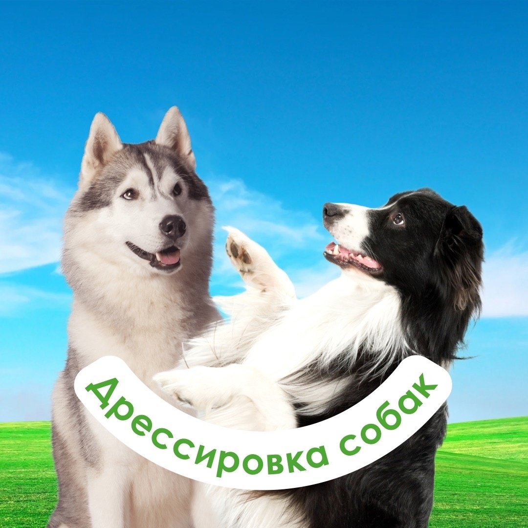 Лайка хаски маламут