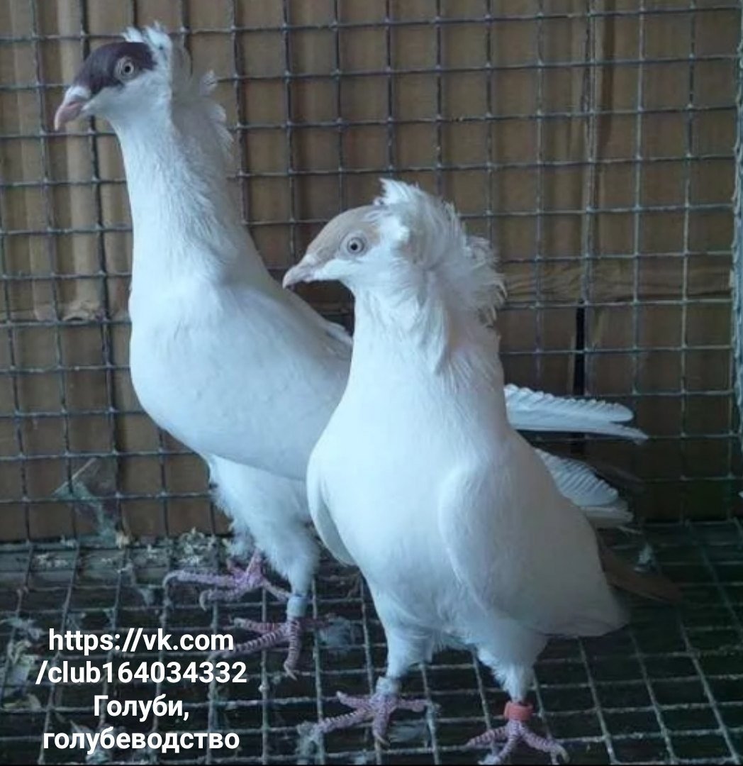 Бойные голуби крестовые