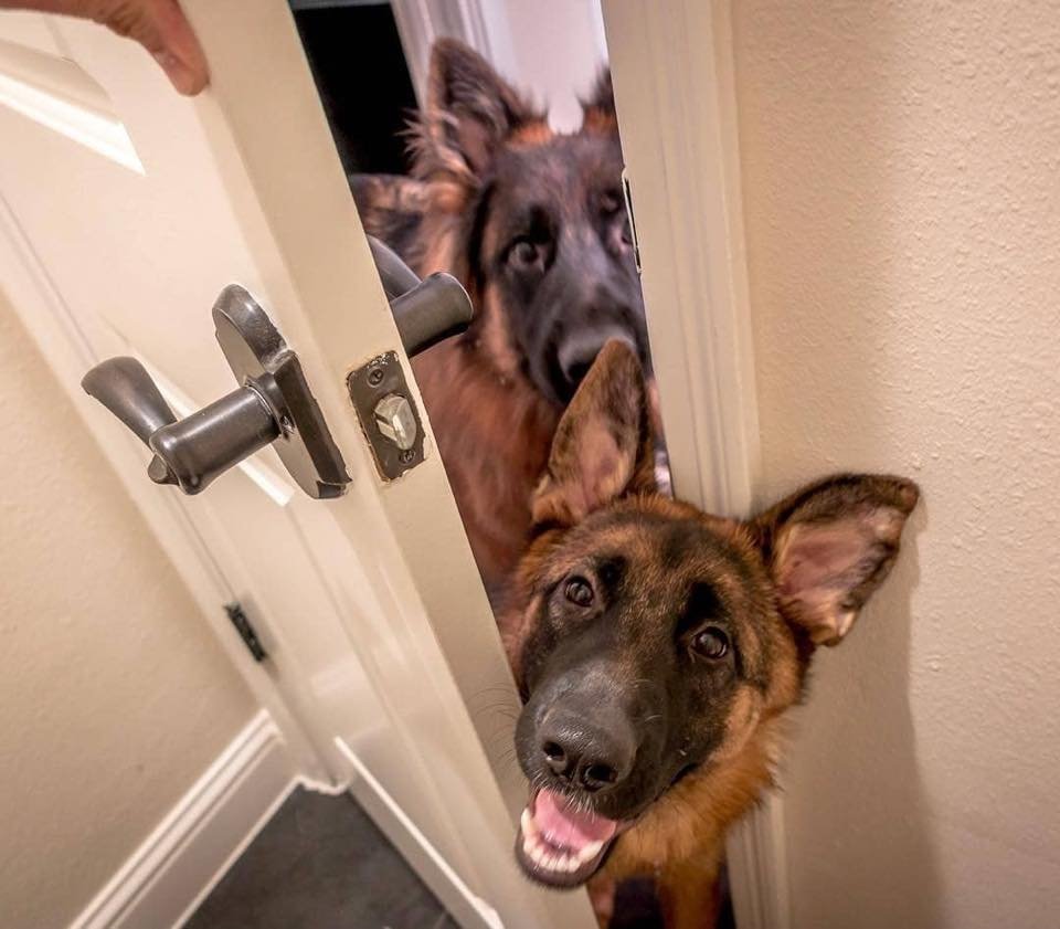 Юмор про немецких овчарок и санкции