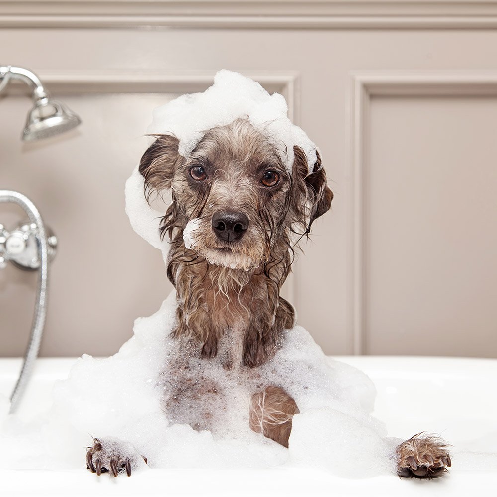 Животные в ванной