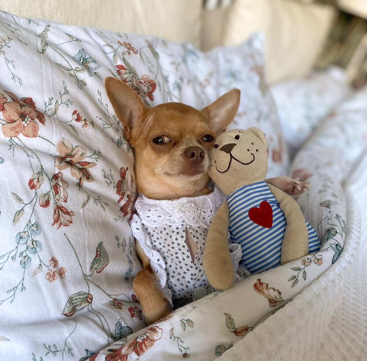 Собаки без запаха псины