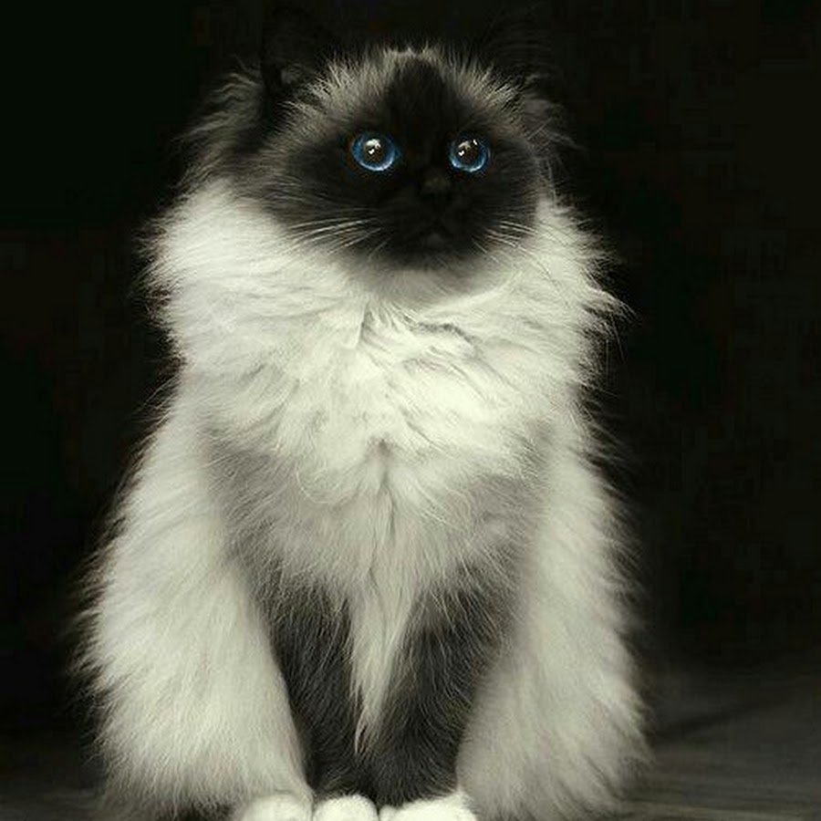 Бирманская кошка