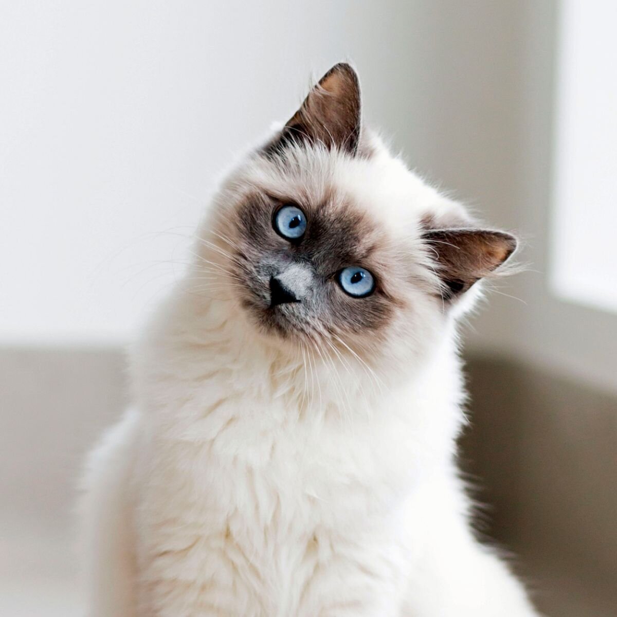 Балинезийская Рэгдолл