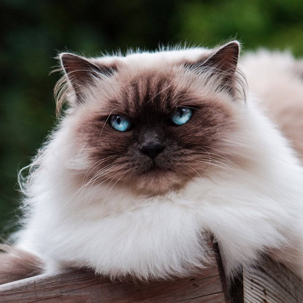 Бирманский Рэгдолл