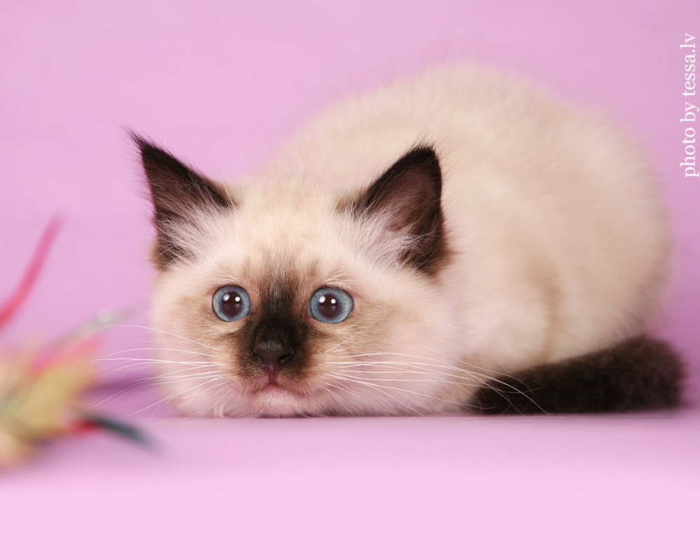 Бирманская Сиамская кошка