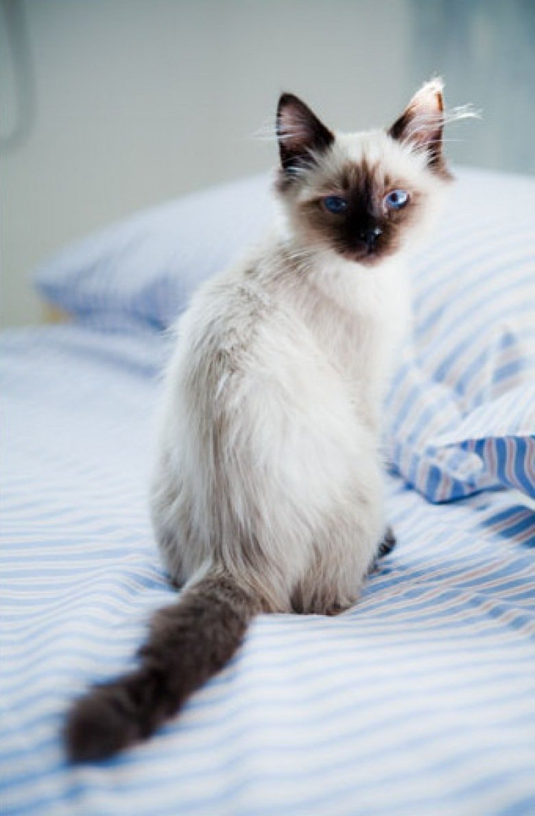 Сиамская кошка Рэгдолл