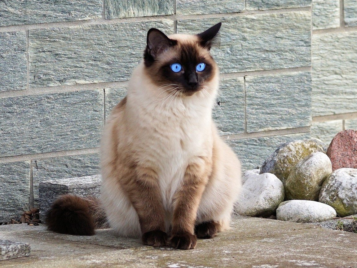 Сиамская полинизийская кошка