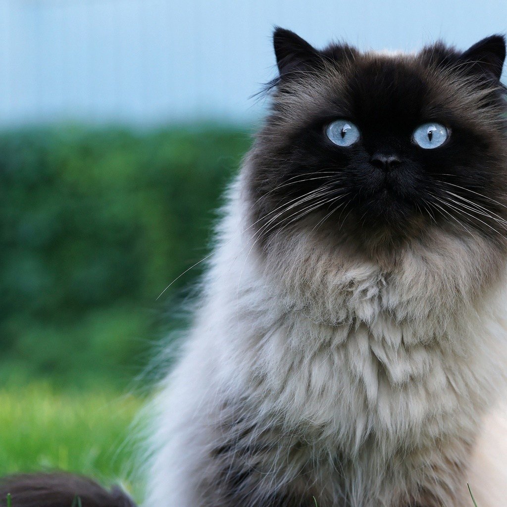 Рэгдолл и Невская маскарадная