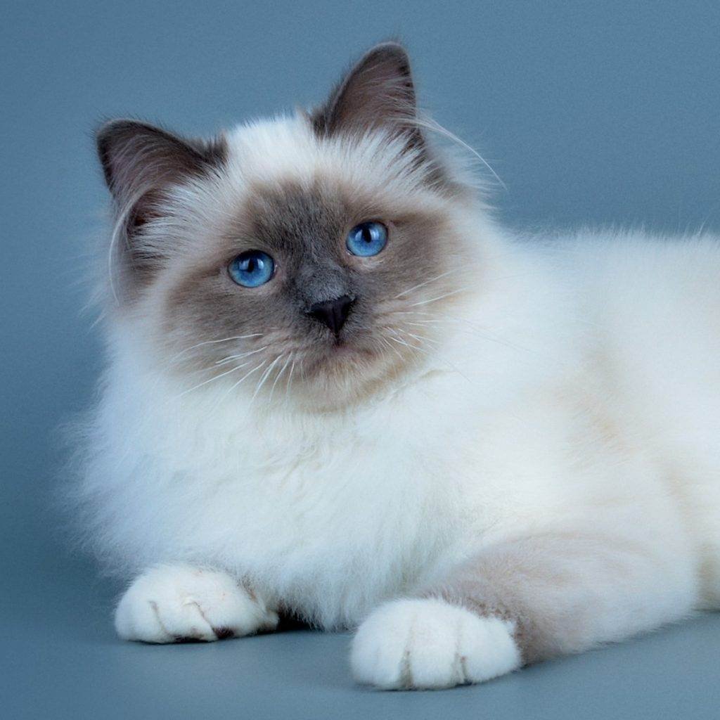 Рэгдолл бирманская Невская