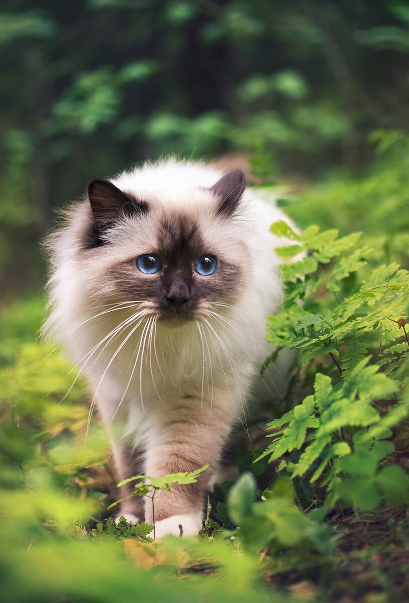 Рэгдолл и бирманская кошка