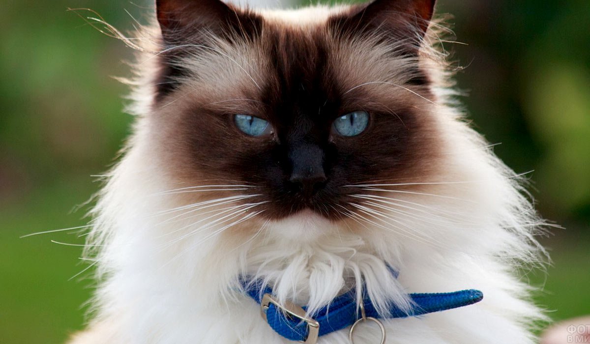 Бирманская кошка породы кошек